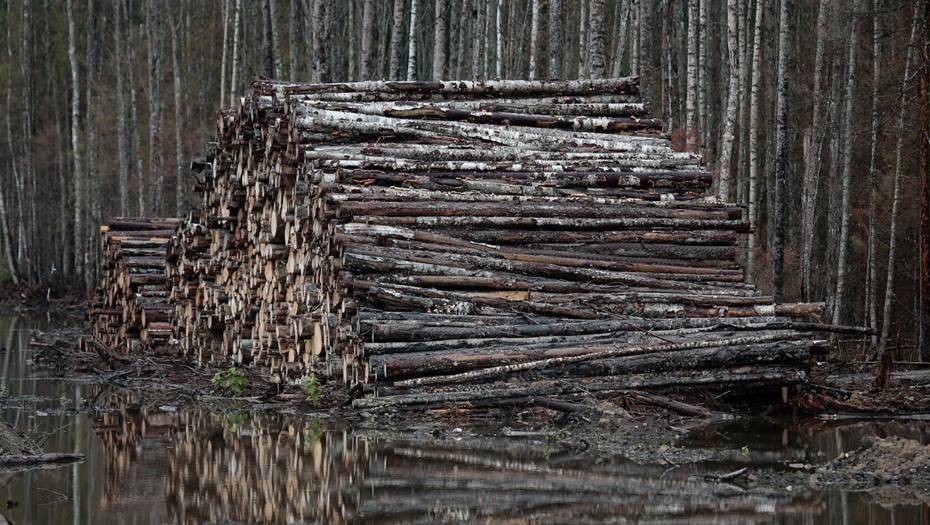 Власти ответили на предложение компании Абрамовича приватизировать лес