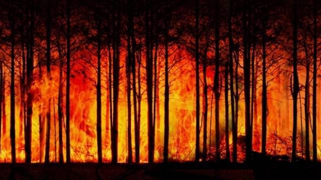 На территории Карелии введен режим ЧС из-за лесных пожаров