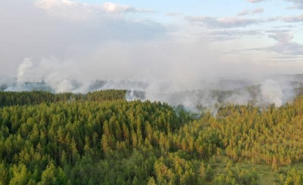 Путин предложил передать часть полномочий по охране лесов на федеральный уровень