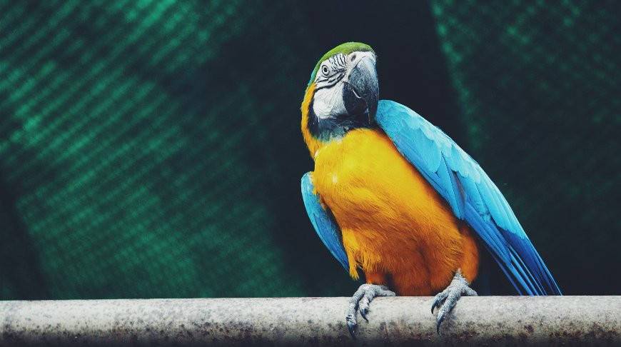 Превосходно: попугай-акробат удивил сеть своими навыками (Видео)
