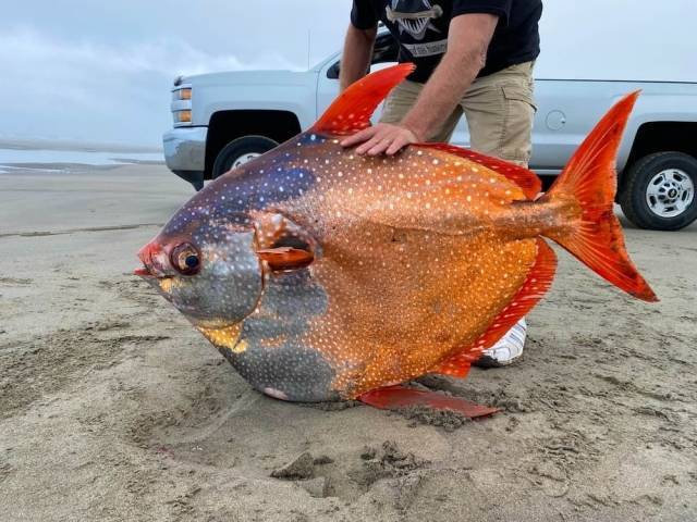 На пляж в США вымыло огромную «лунную рыбу» весом 45 кг (ФОТО)