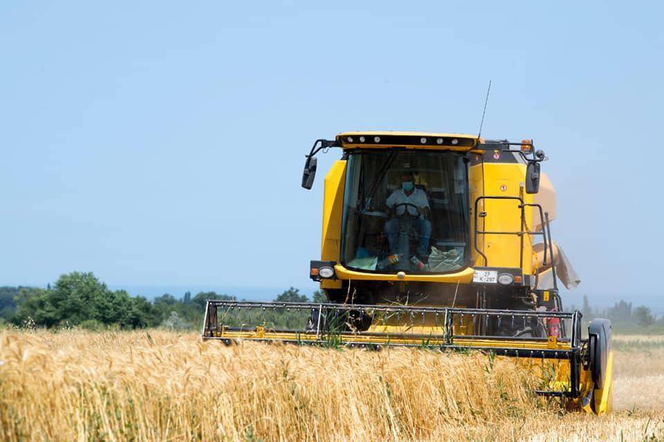 В Грузии ожидают хороший урожай зерновых