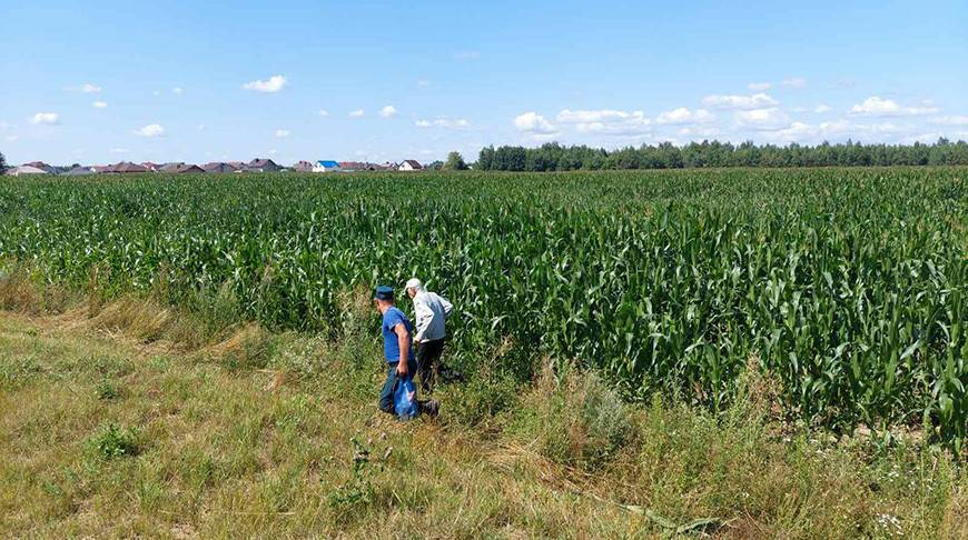 В Пуховичском районе спасатели нашли заблудившегося в кукурузном поле пенсионера
