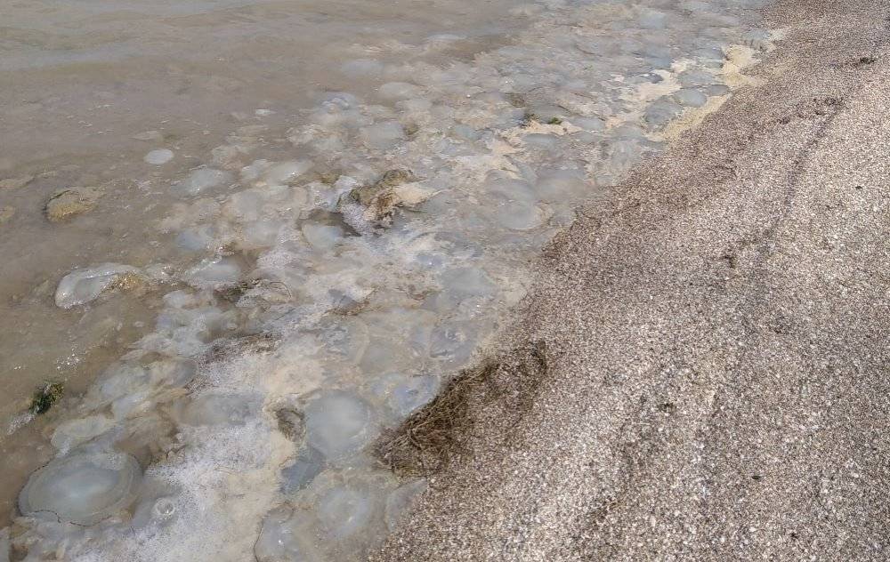 Ростовский ученый объяснил, чем вызвано нашествия медуз в Азовском море
