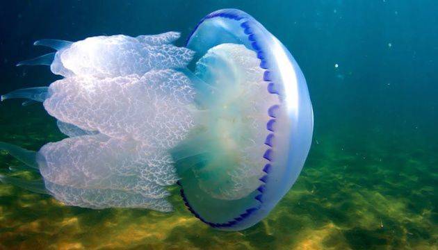 На одном из пляжей Шотландии обнаружили гигантскую медузу (ФОТО)