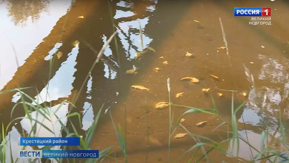 В Новгородской области назвали причины замора рыбы в реке Холова