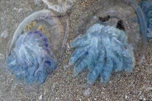 Украинцы придумали хитрый способ преодолеть нашествие медуз