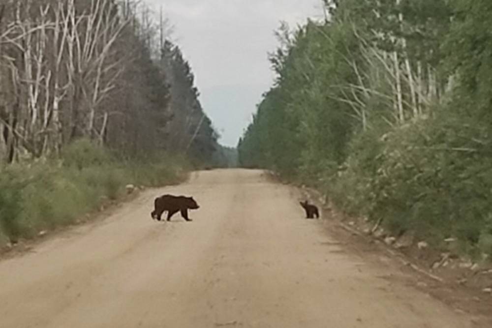 В Курумканском районе Бурятии на дорогу вышли медведи