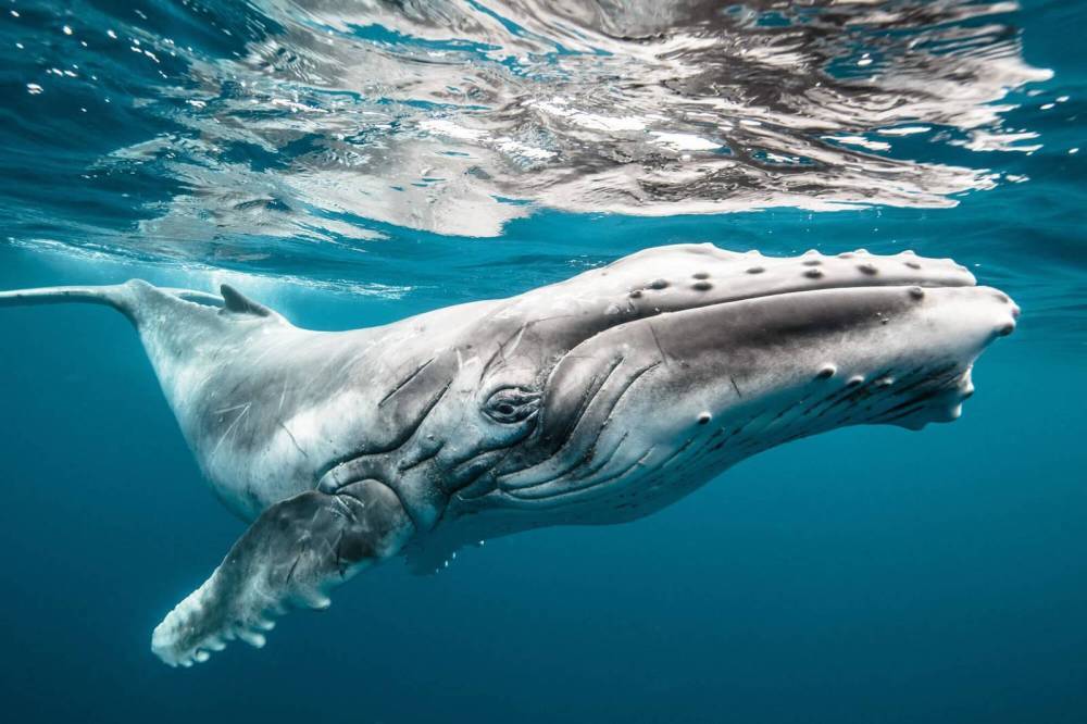 Этот день в истории: когда запретили убивать китов?