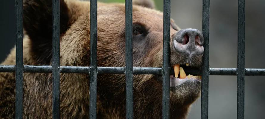 Первая лицензия зоопарку выдана в Карелии