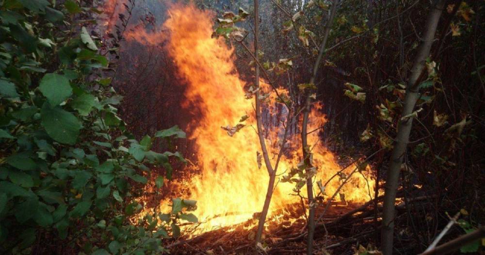 ГСЧС предупредила о чрезвычайной пожарной опасности в восточных областях