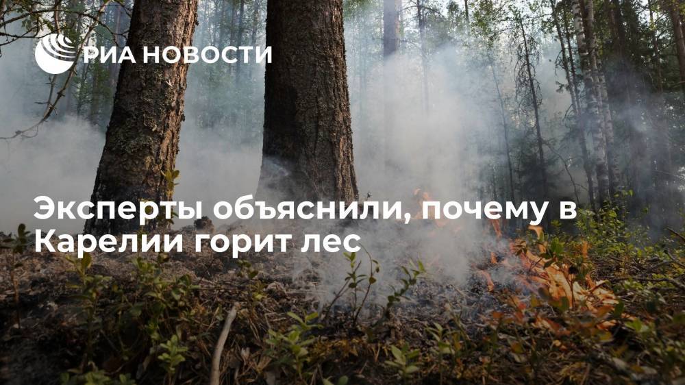 Эксперты объяснили, почему лес в Карелии горит, а в Финляндии — нет