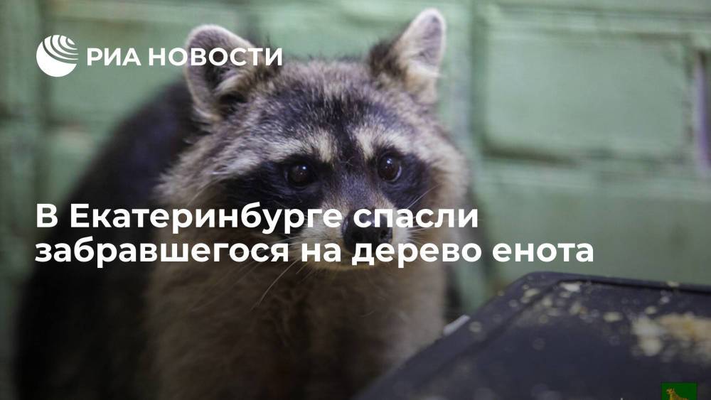 В Екатеринбурге спасли енота, который забрался на дерево