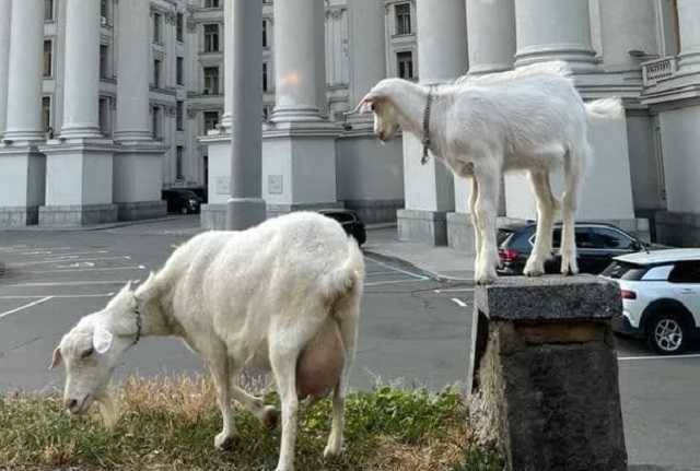 В центре Киева возле здания МИДа паслись козы