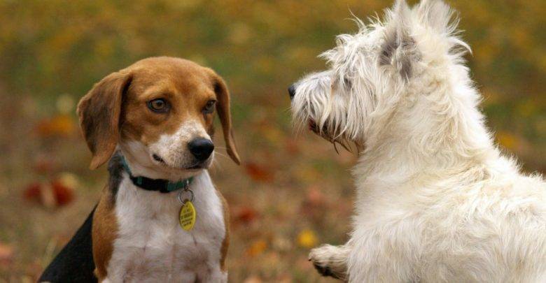 В прокуратуре прокомментировали новые "санкции" для владельцев собак в Подмосковье