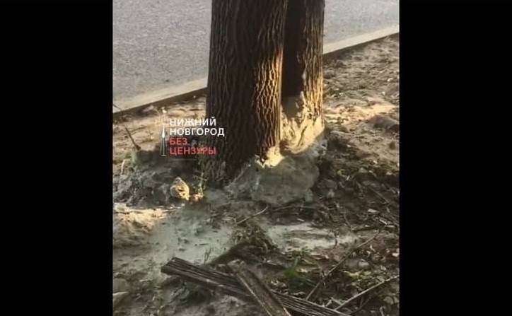 Нижегородцы жалуются на залитые бетоном деревья в сквере на Ковалихинской
