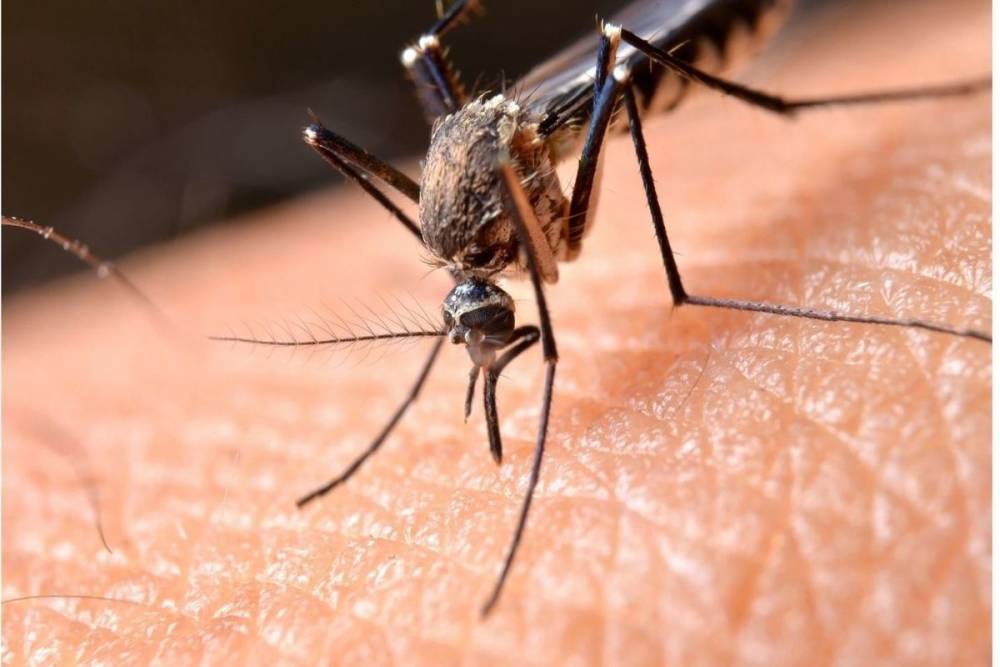 Петербуржцам рассказали, чем могут обернуться укусы комаров
