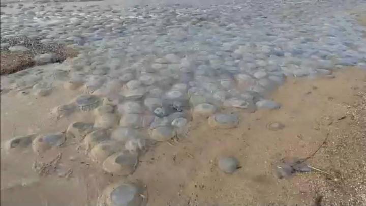 Вести в 20:00. Черноморское и Азовское побережья оказались во власти медуз