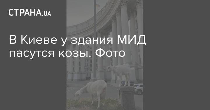 В Киеве у здания МИД пасутся козы. Фото
