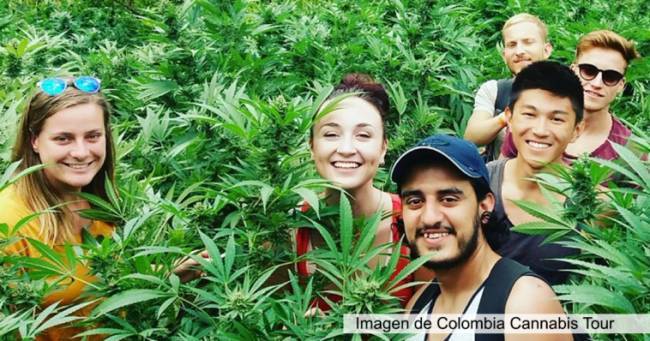 Колумбия намерена экспортировать марихуаны на $ 6 млрд в год