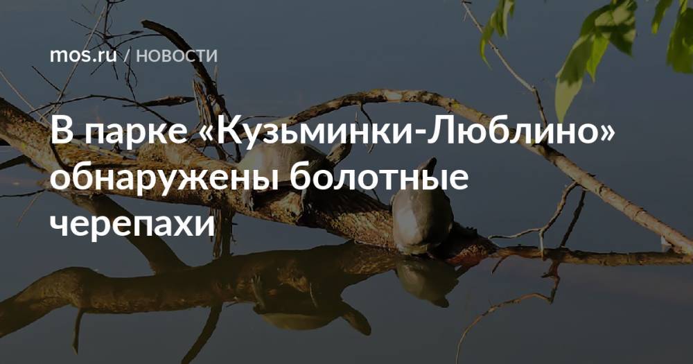 В парке «Кузьминки-Люблино» обнаружены болотные черепахи