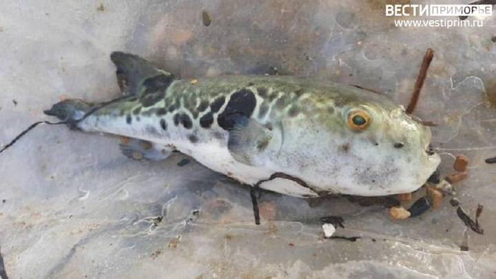 В Приморье выловили смертельно опасную рыбу