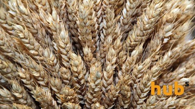 Кировоградская область собрала первый миллион тонн зерновых