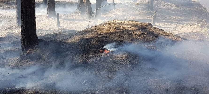 Власти Карелии сообщили о локализации половины действующих лесных пожаров