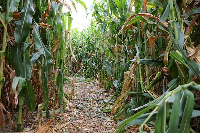 В Лих-Эберштадте открывается кукурузный лабиринт длиной 2,8 километров