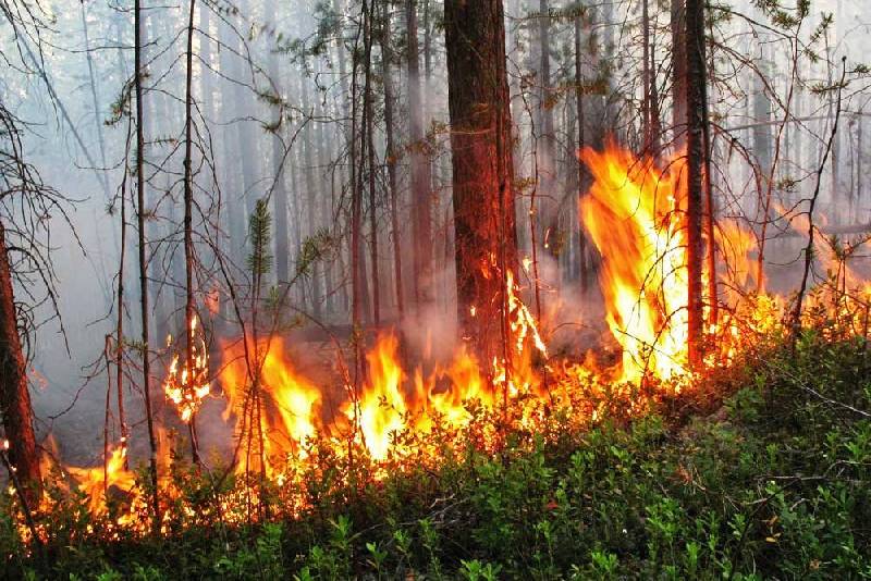 В муниципалитете Смоленской области ожидается чрезвычайная пожароопасность