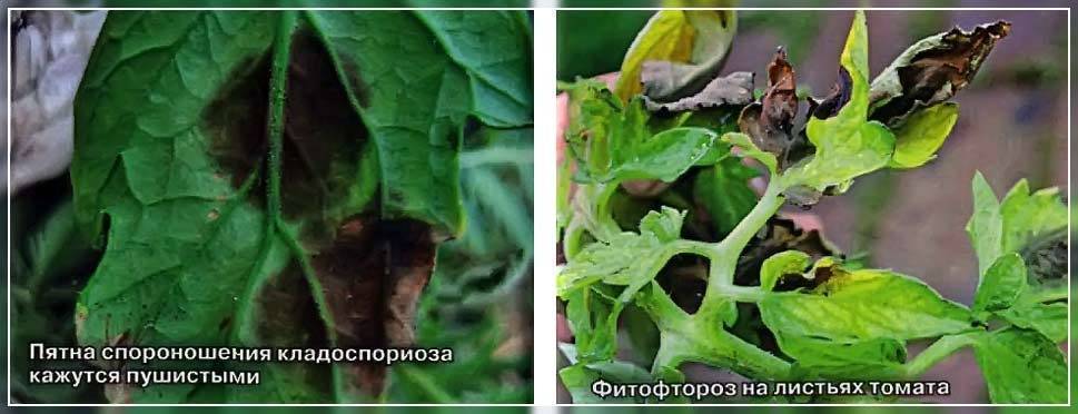 Пятна на томатах – кладоспориоз и фитофтороз: как отличить и вылечить