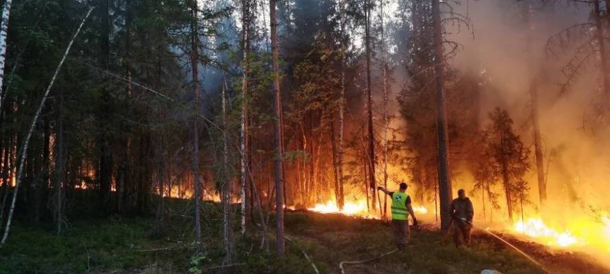 Три новых лесных пожара обнаружены на севере Карелии
