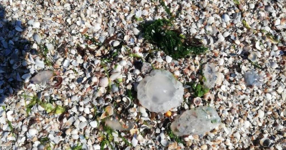 Нашествие медуз в Азовском море: эксперт назвала причины этого явления