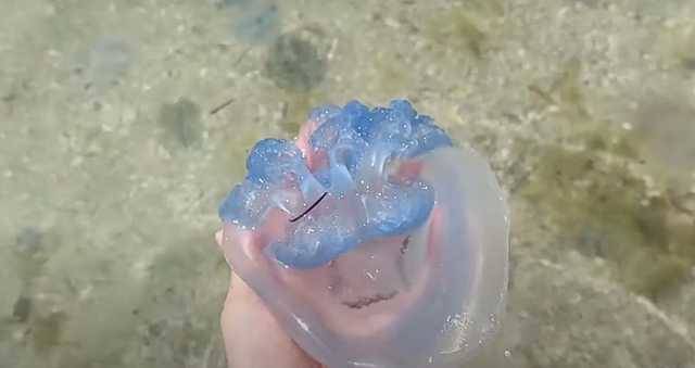Ученый объяснил аномальное количество медуз в Азовском море