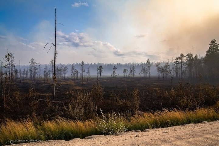 Площадь лесных пожаров в Карелии выросла до 11 тысяч га