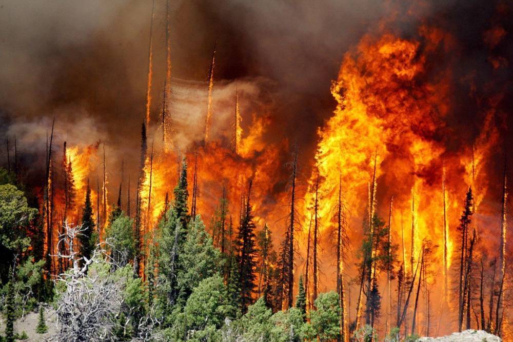 В Калифорнии горят леса на площади 190 тысяч акров