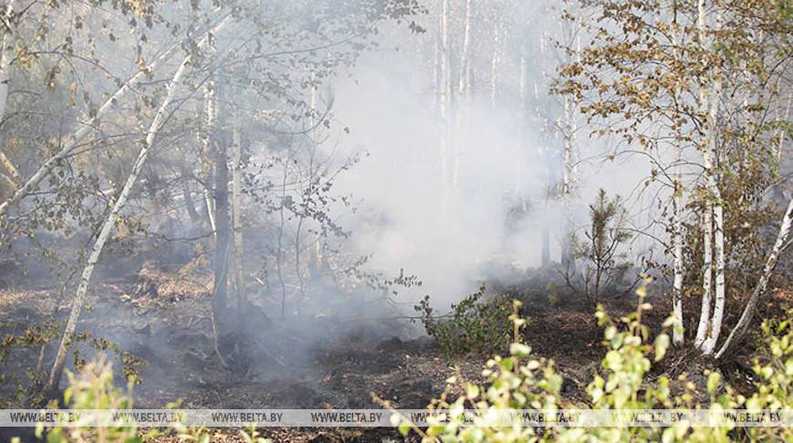 В Беларуси за сутки ликвидировано 12 лесных пожаров