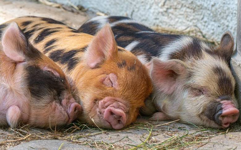 Очаг африканской чумы свиней выявили в Лысковском районе