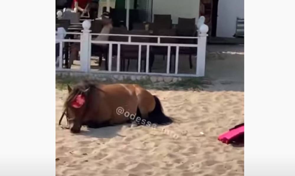 "Не люди, а изверги": на пляже в Одессе бросили уставшего пони на жаре, видео