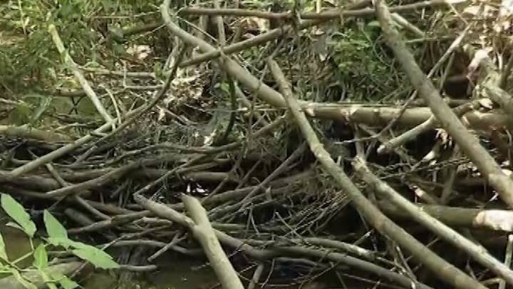 Пакостные вредители: в Татарстане наказали разрушителей плотин бобров