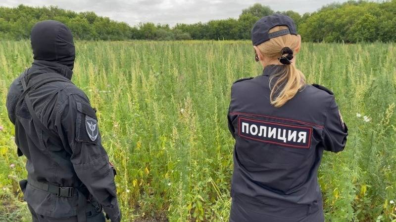 В Челябинской области задержали мужчину, засеявшего для себя два гектара конопли