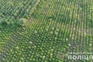 На Херсонщине обнаружили рекордное поле конопли