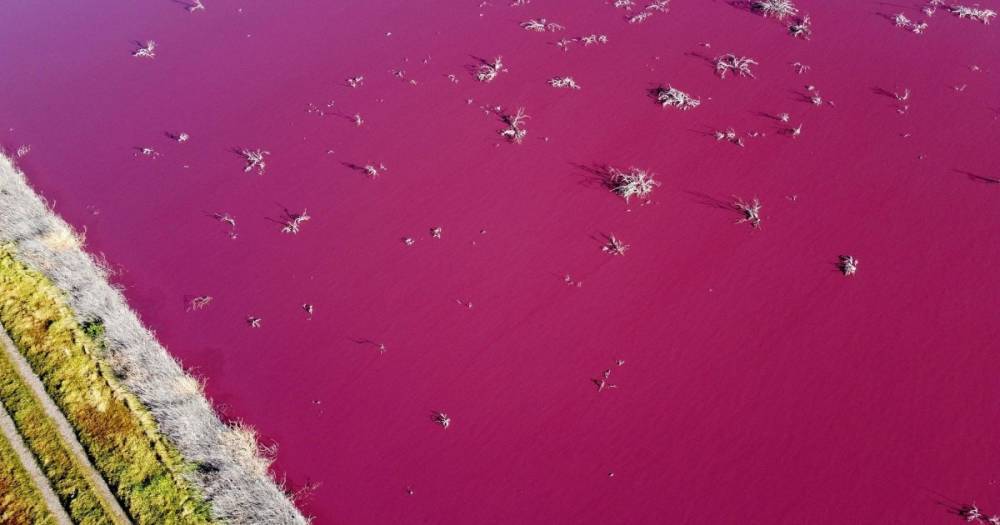 Лагуна в Аргентине стала ярко-розовой из-за слива отходов рыбной фабрики