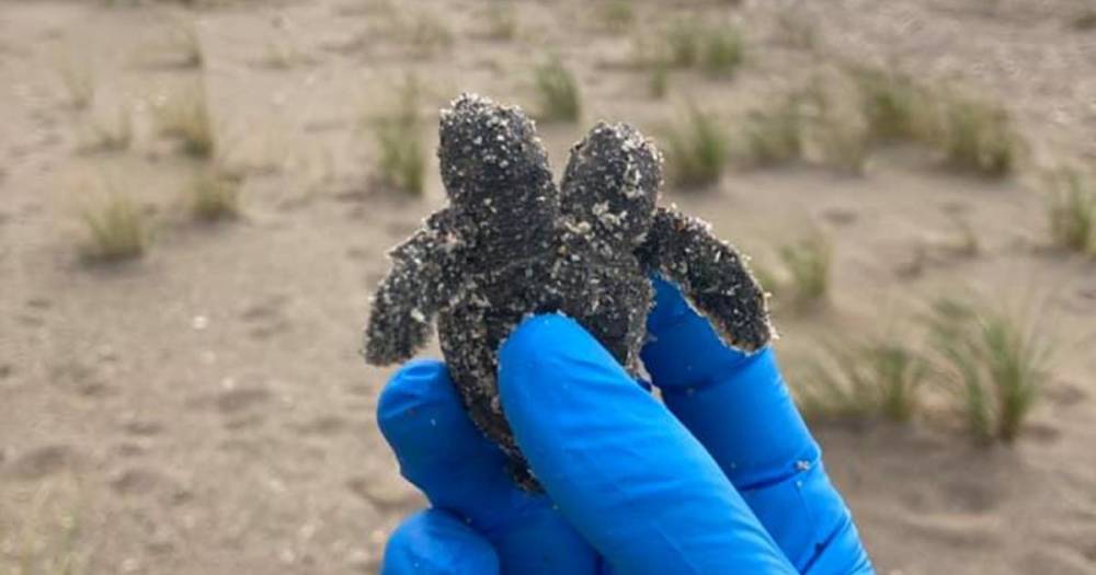 Двухголовую черепаху обнаружили на пляже в США