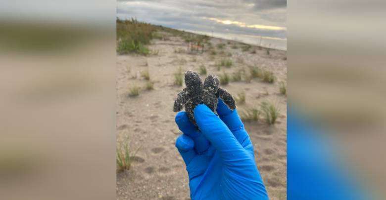 Черепаху-мутанта с двумя головами обнаружили на пляже в США