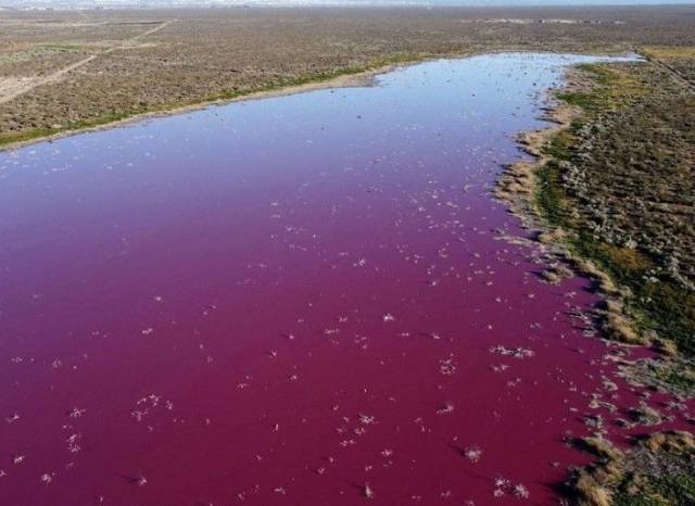 В Аргентине одна из лагун приобрела ядовито-розовый цвет (ФОТО)