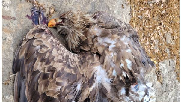 Массовая гибель диких животных и птиц на севере Израиля: подозрение на отравление
