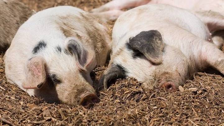 В Приморье обнаружили африканскую чуму свиней