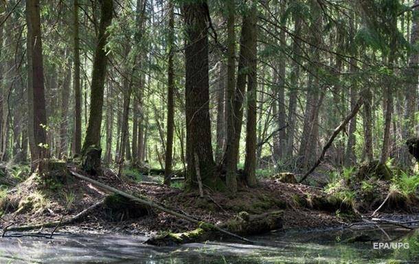 Гослесагентство не осилит "миллиард деревьев Зеленского" в срок