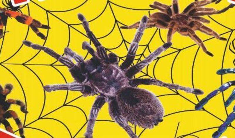 Впервые в Уфе работает уникальная выставка «Удивительный мир пауков»